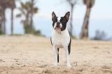 BOSTON TERRIER 360